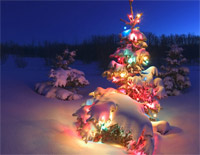 Oh Christmas Tree-O Tannenbaum-Christmas Song